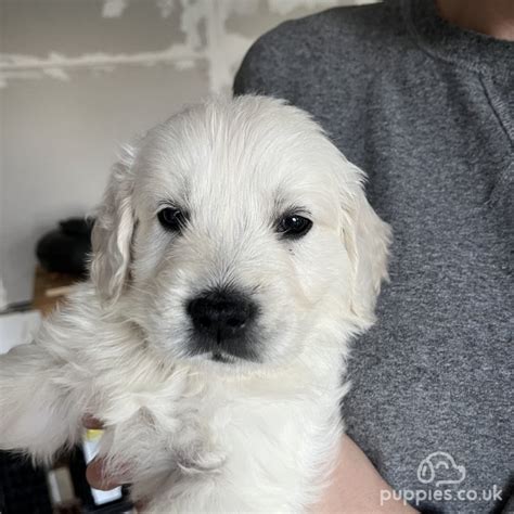 Browse and find Cockapoo Puppies in Ongar today, on the UK's leading dog only classifieds site. . Puppies for sale ongar
